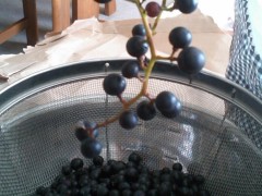 mini_121008_1346.jpg