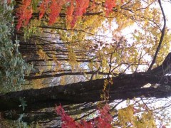 mini_121029_14270001.jpg